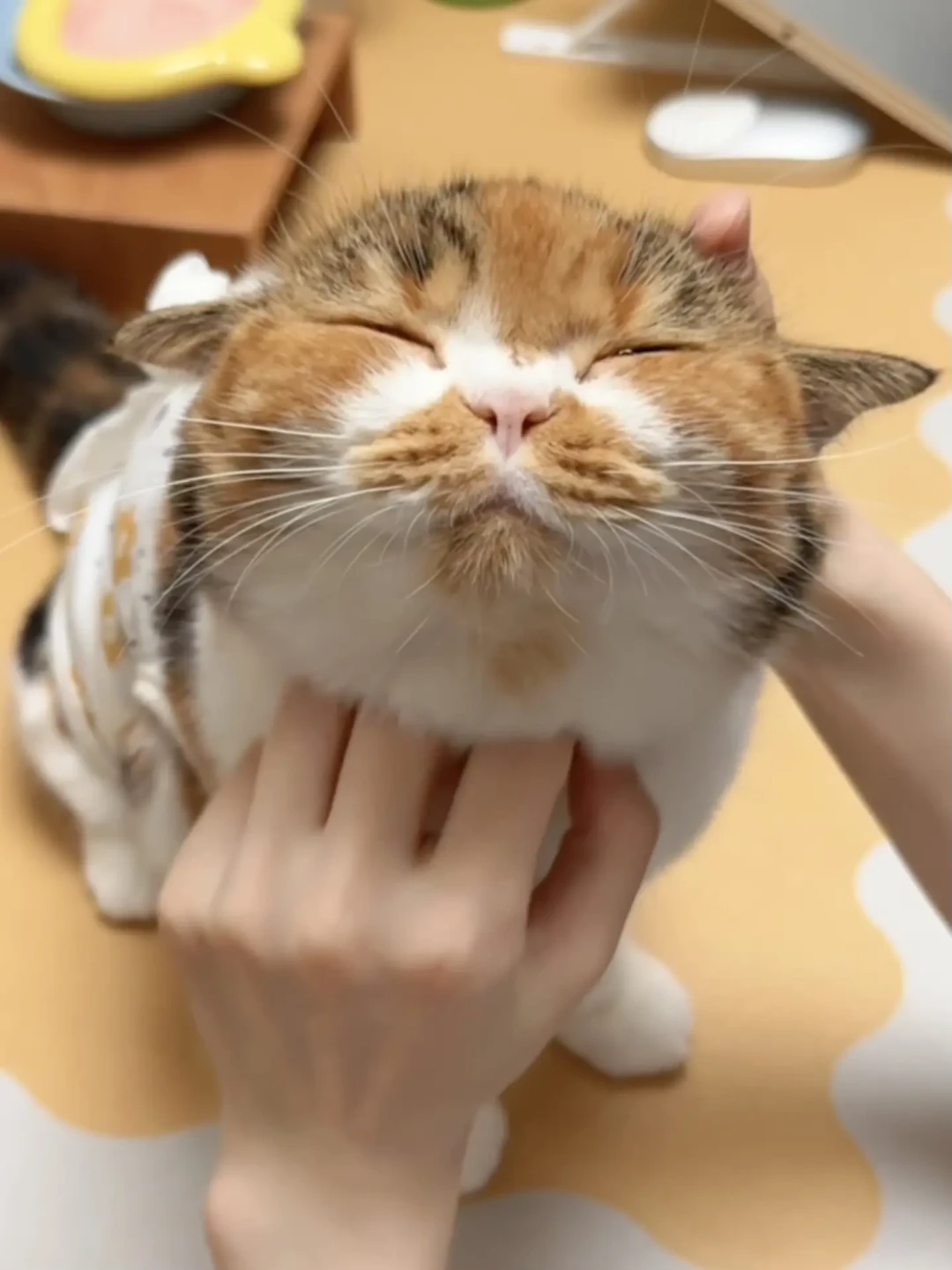 猫在撸到最舒服的时候下口：106万播放教你读“咬后舔”，评论区那记巴掌才是真祸根