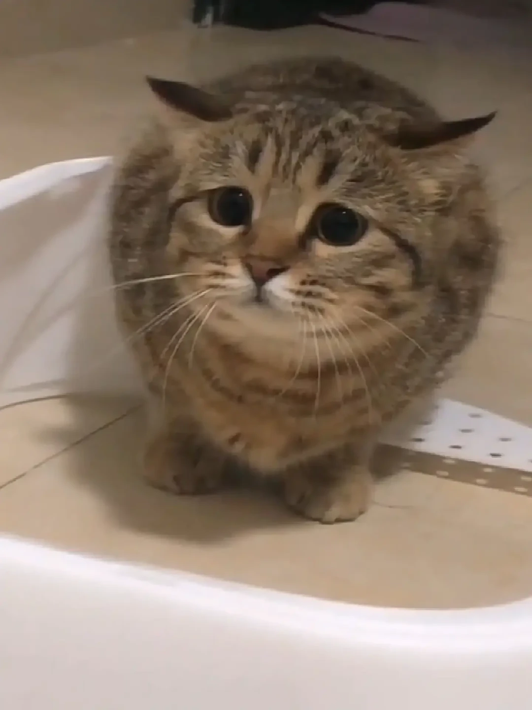 猫在撸到最舒服的时候下口：106万播放教你读“咬后舔”，评论区那记巴掌才是真祸根