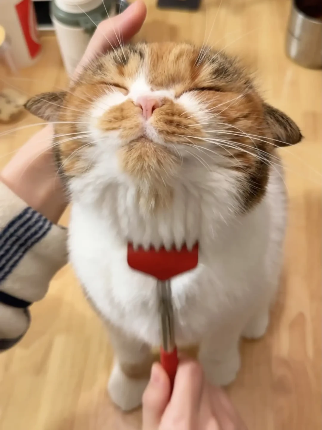 猫在撸到最舒服的时候下口：106万播放教你读“咬后舔”，评论区那记巴掌才是真祸根