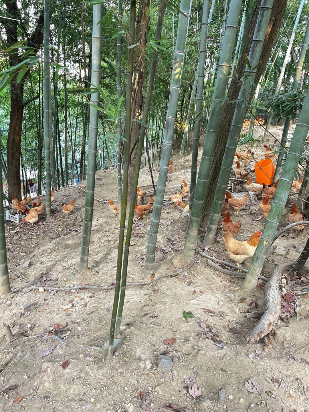 节目淘汰了莫氏鸡煲,食客照样买到日售百只:中秋前7天买鸡,先分清25块、128块和200块