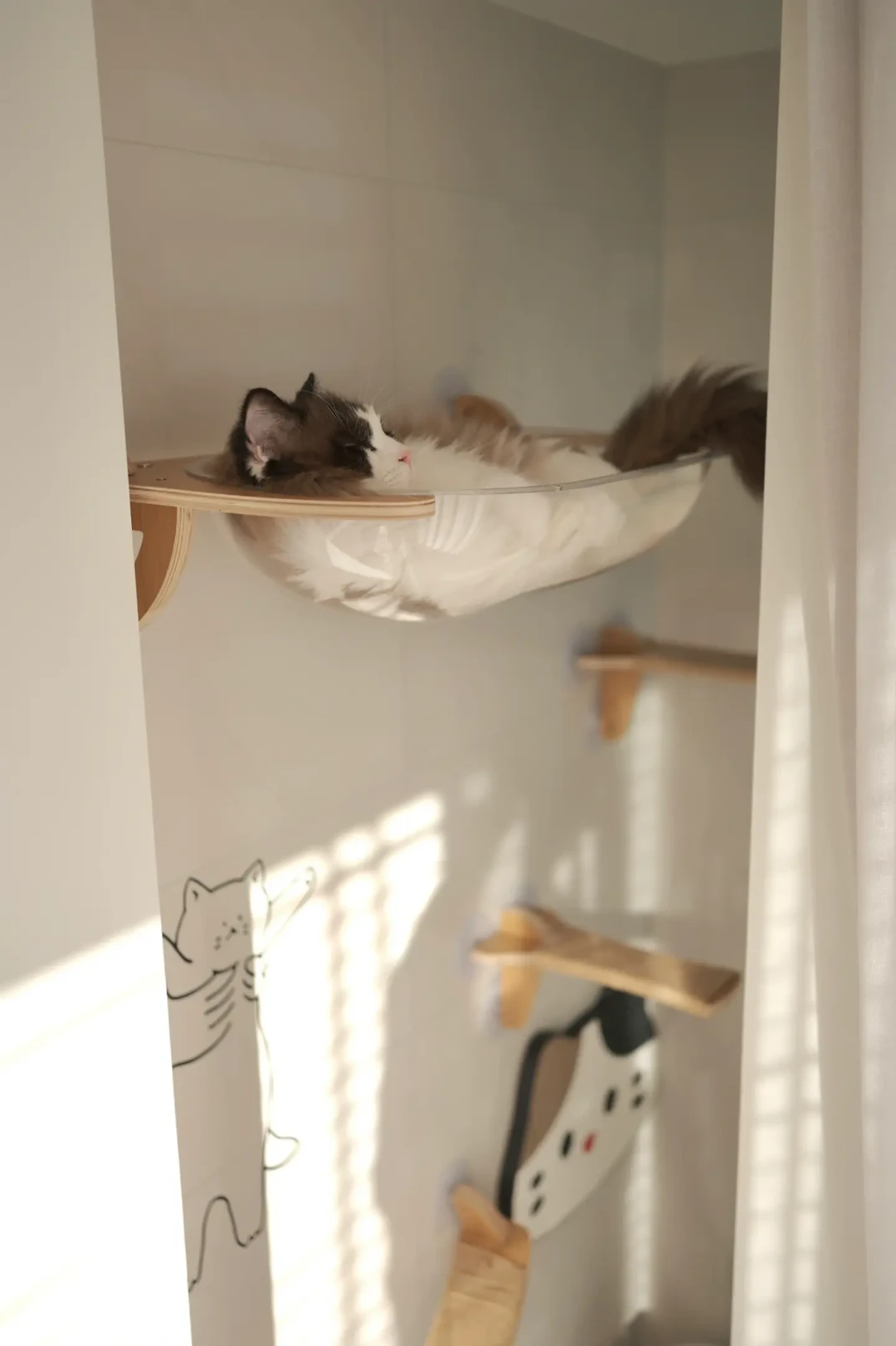 猫只用猫墙下面两层:我把网上互相对不上的6套