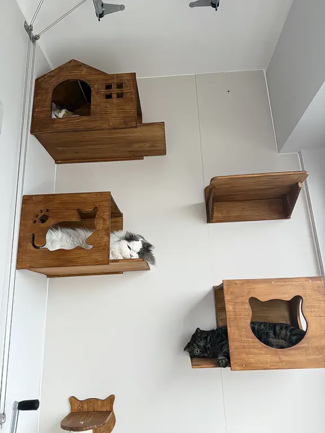 猫只用猫墙下面两层:我把网上互相对不上的6套