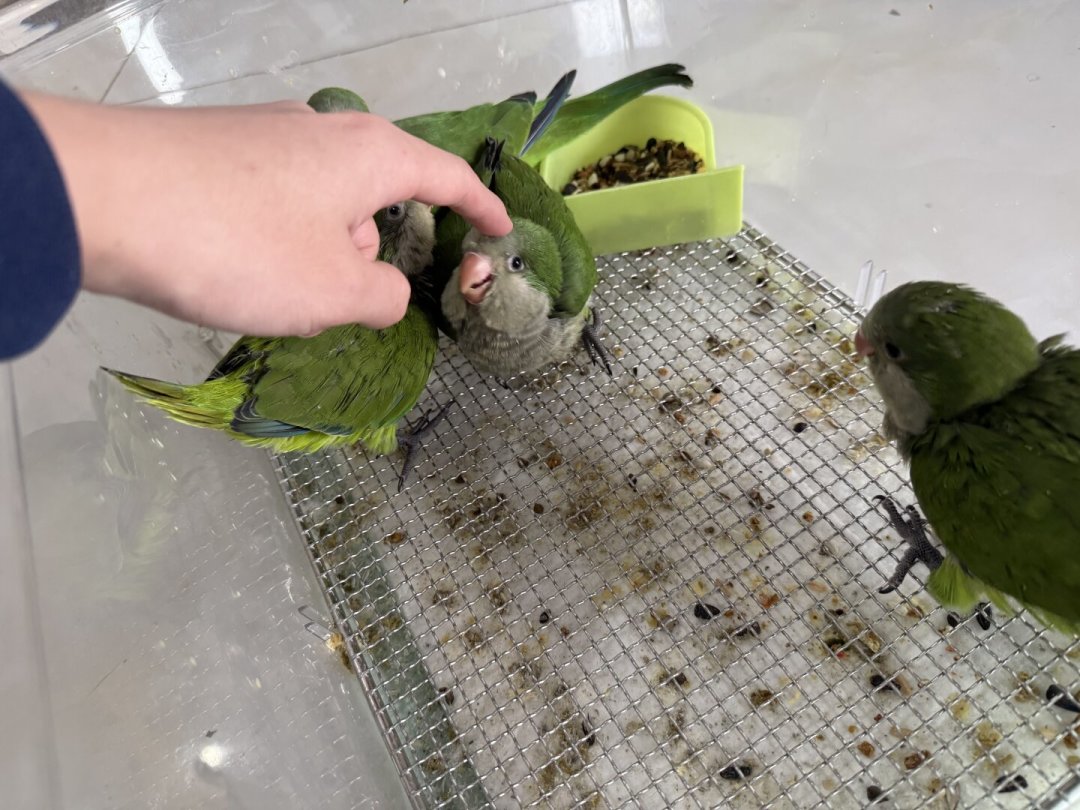 手养鸟到家一个月就