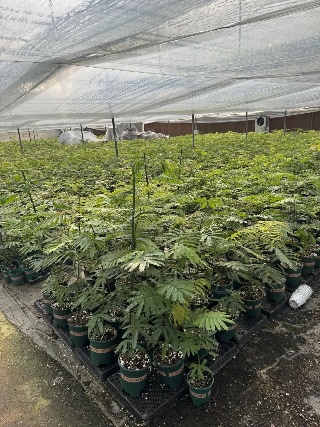 现在换盆还是等开春?秋分前后养花圈两派吵翻了:先数清还剩几天缓苗期,再看盆里是什么,才知道哪几盆必须动、哪几盆碰都别碰