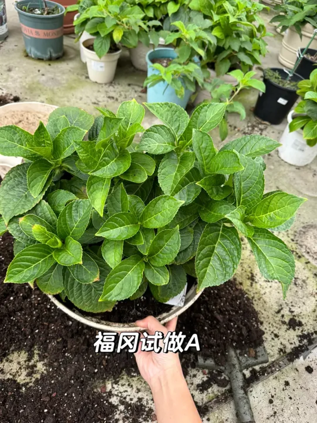现在换盆还是等开春?秋分前后养花圈两派吵翻了:先数清还剩几天缓苗期,再看盆里是什么,才知道哪几盆必须动、哪几盆碰都别碰