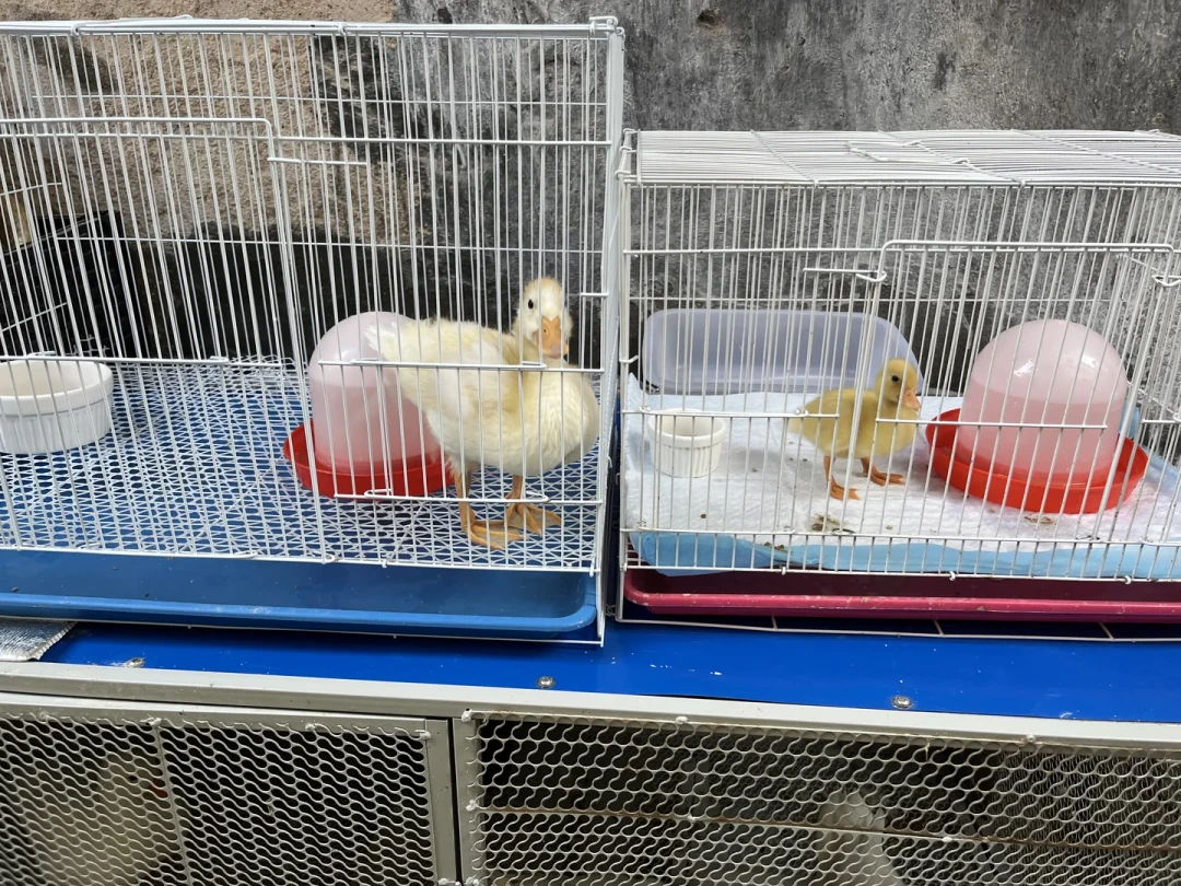 花几百块给柯尔鸭买个伴?先看完这些合笼帖:白天是闺蜜,晚上是受害者