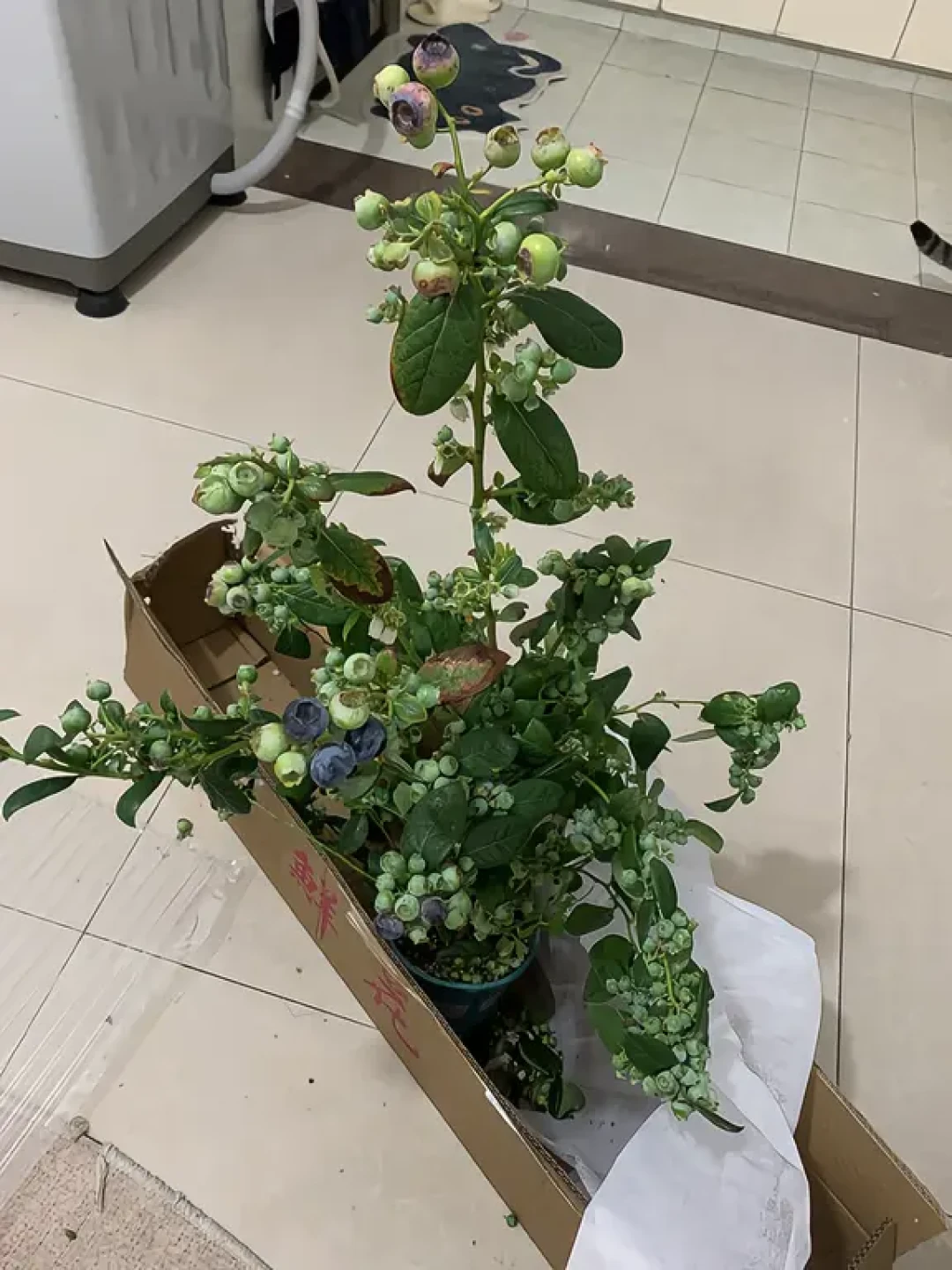 十月底的蓝莓开始