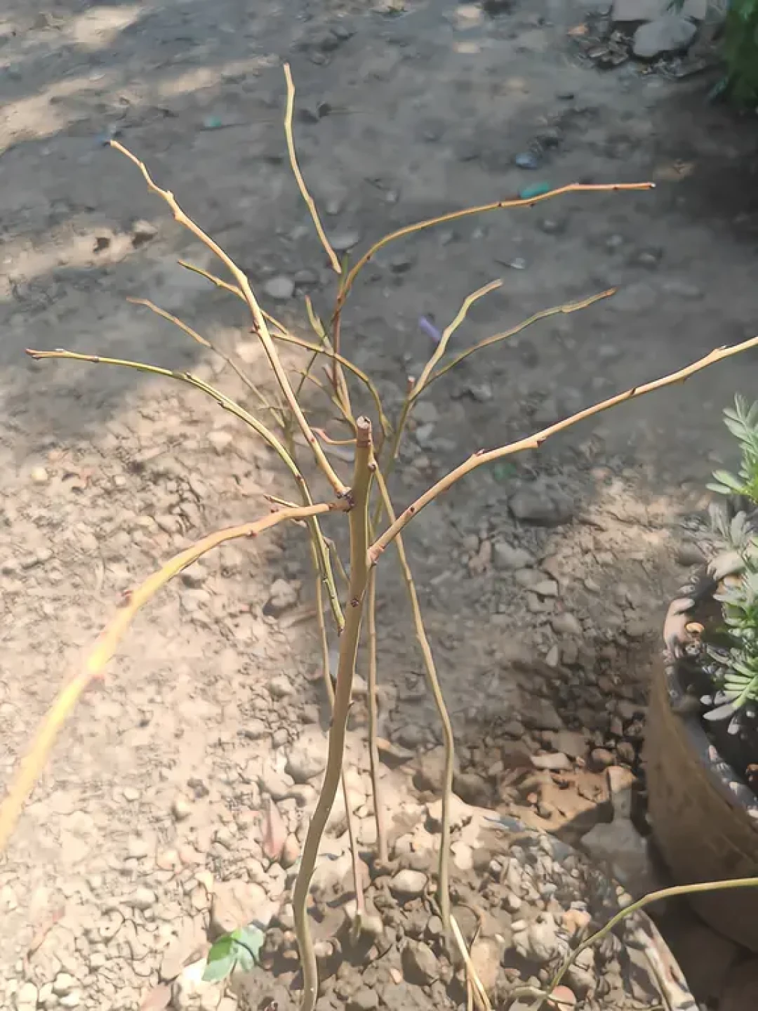 十月底的蓝莓开始