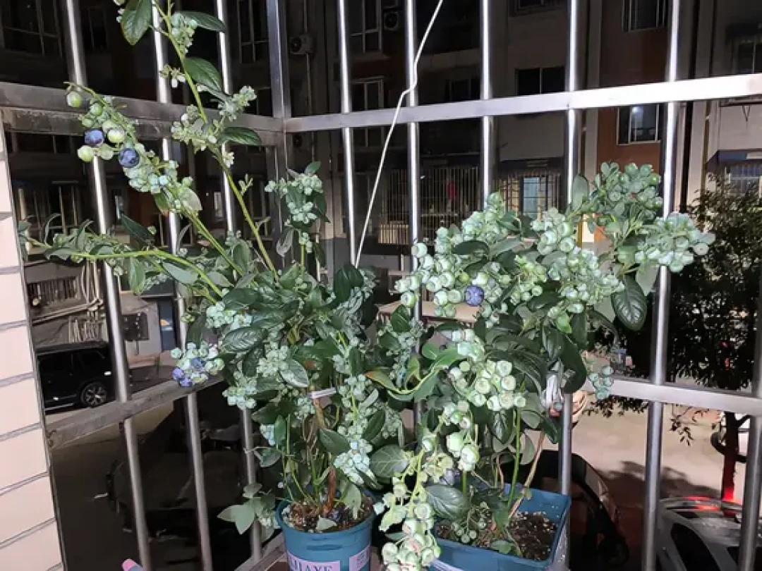 十月底的蓝莓开始