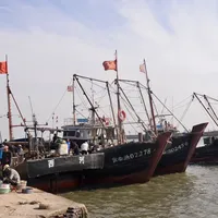 东海刚开渔、梭子蟹跌到25元一斤：国庆赶海，把鱼虾留给码头，把贝螺留给滩涂