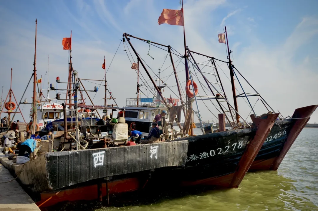 东海刚开渔、梭子蟹跌到25元一斤:国庆赶海,把鱼虾留给码头,把贝螺留给滩涂