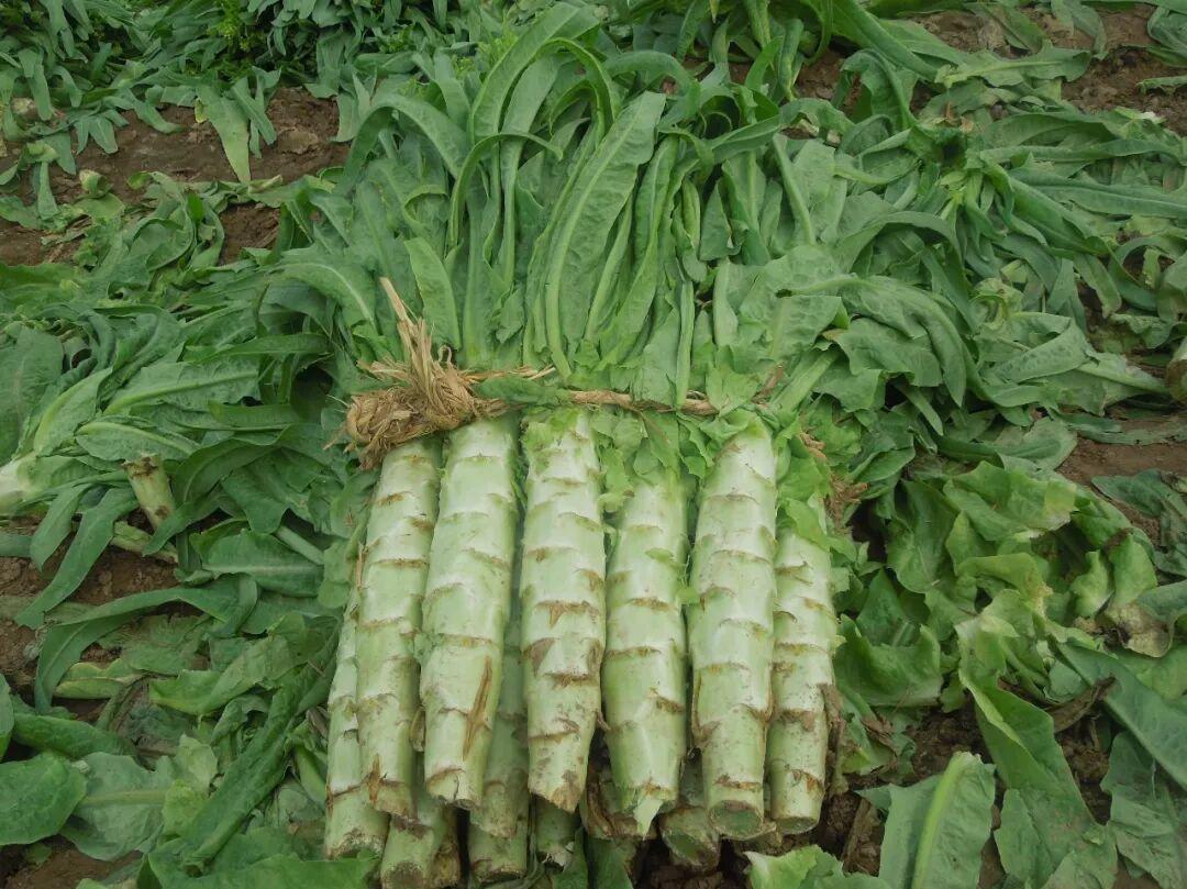 “染色莴笋”曝光半个月还能吃吗？硫磺熏笋又把它顶上热搜——先分清“超范围”和“超标”：6家立案、11.8吨销毁、上海暂停榆中货进场；果绿就是亮蓝加柠檬黄，生鲜蔬菜根本不在允许名单里；三眼一擦挑莴笋，别自己吓自己，也别让守法菜农替卖相买单