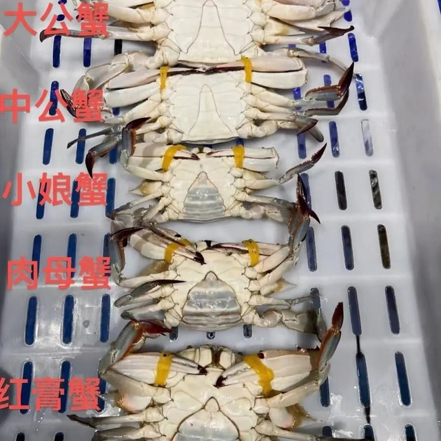 秋天挑梭子蟹，别再买回一肚子水了，就认这几招
