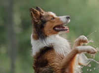 2026年进口狗粮横评：中老年犬关节养护与换粮节奏对照