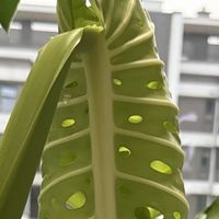龟背竹9月进入养根期！牢记“5不”，不黄叶不烂根，呼呼冒芽