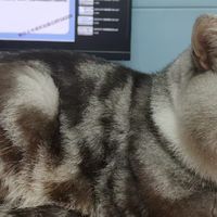 小灰猫年糕的日常生活记录