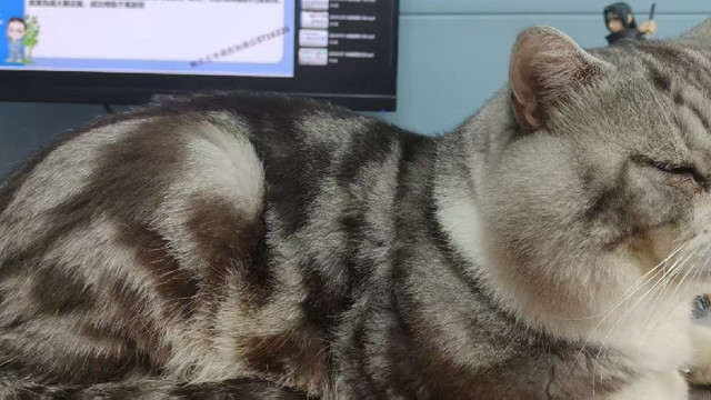 小灰猫年糕的日常生活记录
