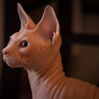 Kocat无毛猫洗护误区｜别再用人的沐浴露糟蹋猫肤😭
