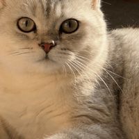 猫咪绝育后毛发干枯｜凯锐思金爪猫粮3阶喂食体验