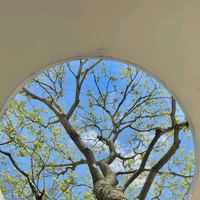 中秋中秋，月满中秋，情寄千里