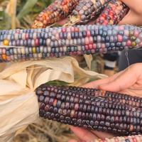 央视曝光文玩玉米猫腻，9.9元到上万元靠染色注胶撑价，农户跟风种植风险极大