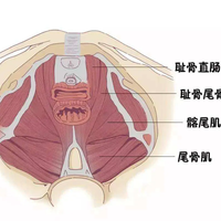 收藏64万的男士凯格尔跟练：卖得最凶的"持久"话术恰恰证据最少，真有证据的那几件事不花钱