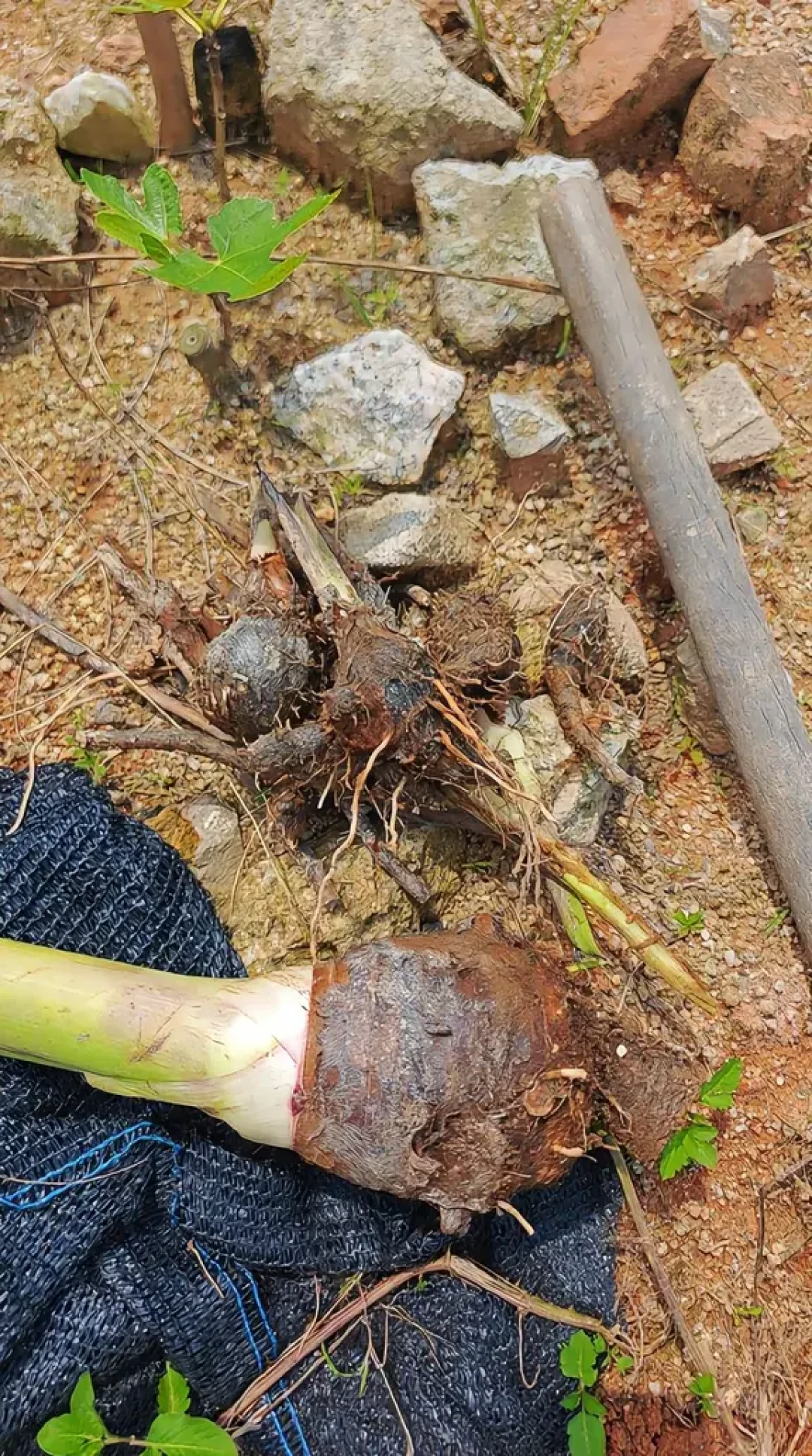 今年第一框