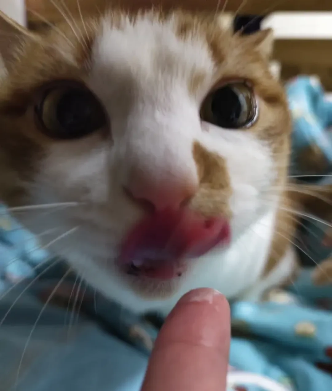 人用的NOW 97%鱼油，正被铲屎官们分给猫吃：客服答不上浓度的那笔剂量账
