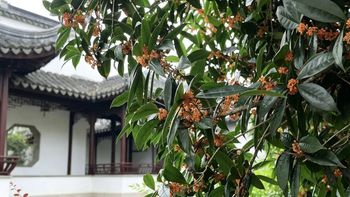 秋分还剩3天，杭州的桂花还没全开，三排
