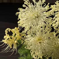 被说不吉利的菊花7块一支卖爆了：想当“陶渊明”之前，先看完白花禁忌、育蕾窗口和烂杆清单