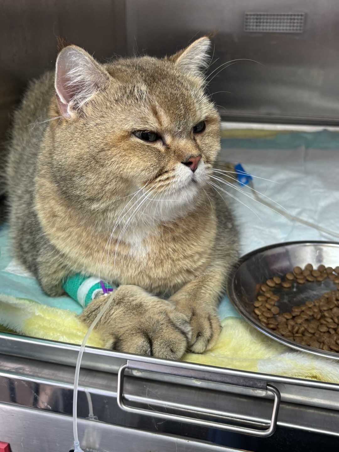 入秋降温后公猫反复蹲猫砂盆：评论区那套「再等等」偏方，有人已经花了9000元