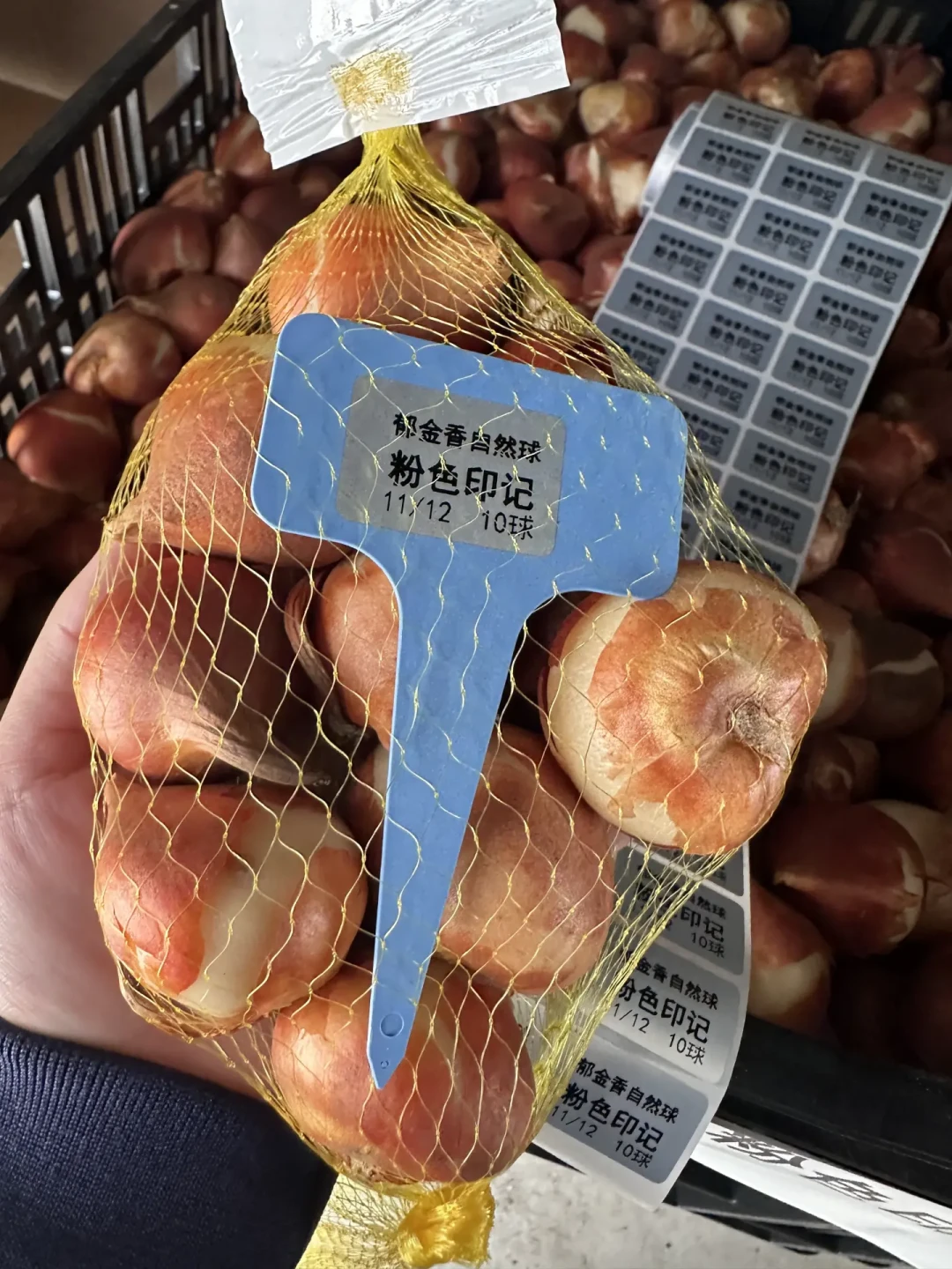 荷兰郁金香第一批球九月刚到店:五度球还是自然球?先定这三条线,再谈捡漏