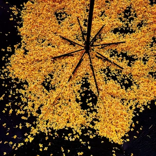 楼下桂花已经香了，你的桂花香水为什么像蜜桃酱？对完五平台上百条真实测评，最"桂"的答案在4块5的大桶里