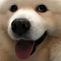狗狗有胰腺炎吃什么狗粮好？2026年9月呵护胰腺的低脂狗粮推荐！