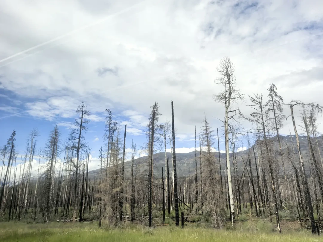 贾斯珀小镇排上队了,黑山坡还没褪:国庆还剩10天进落基山,先把冰原大道的雪胎、信号、油箱和床四本账对完