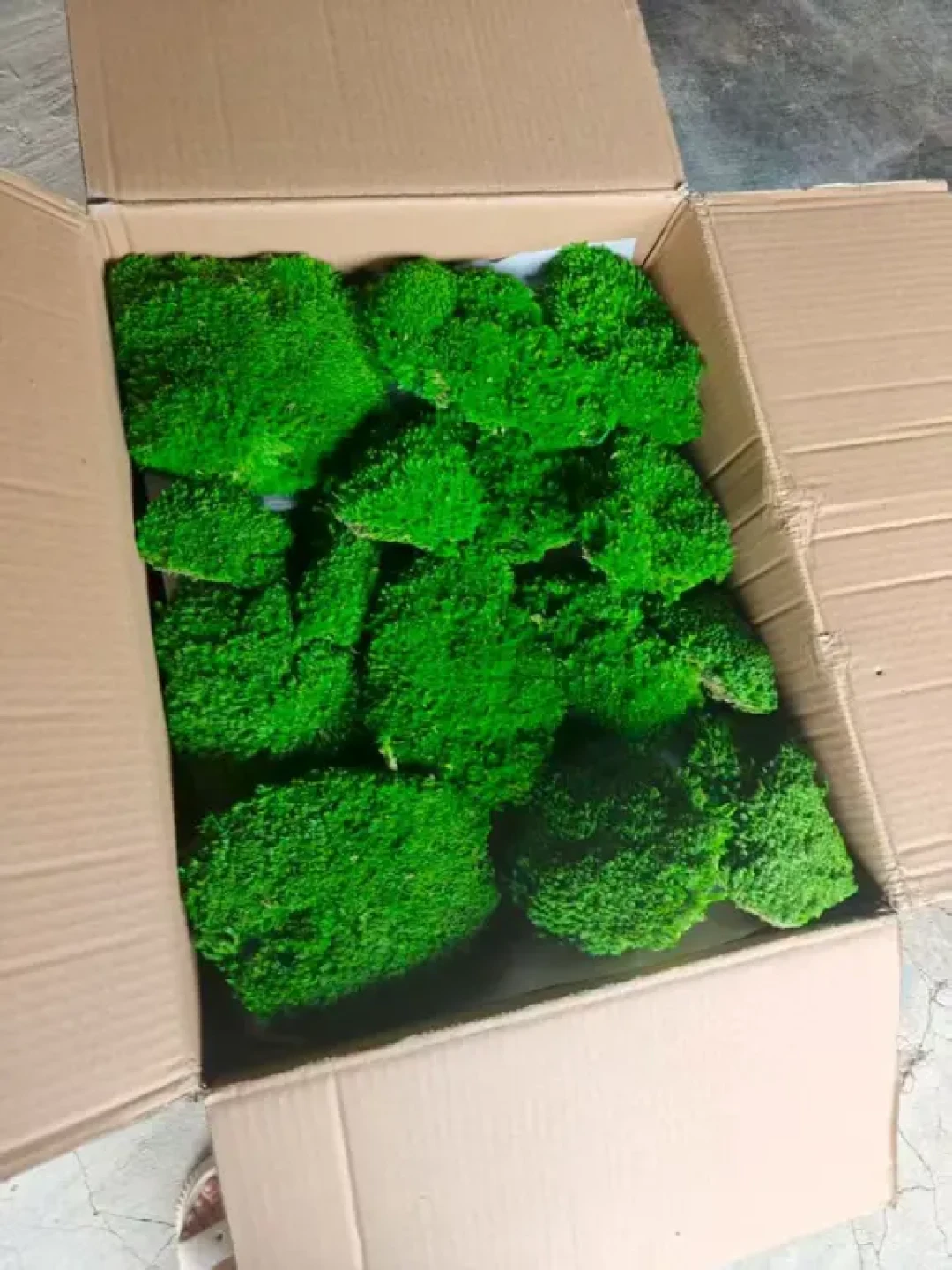 永生苔藓被卖成了