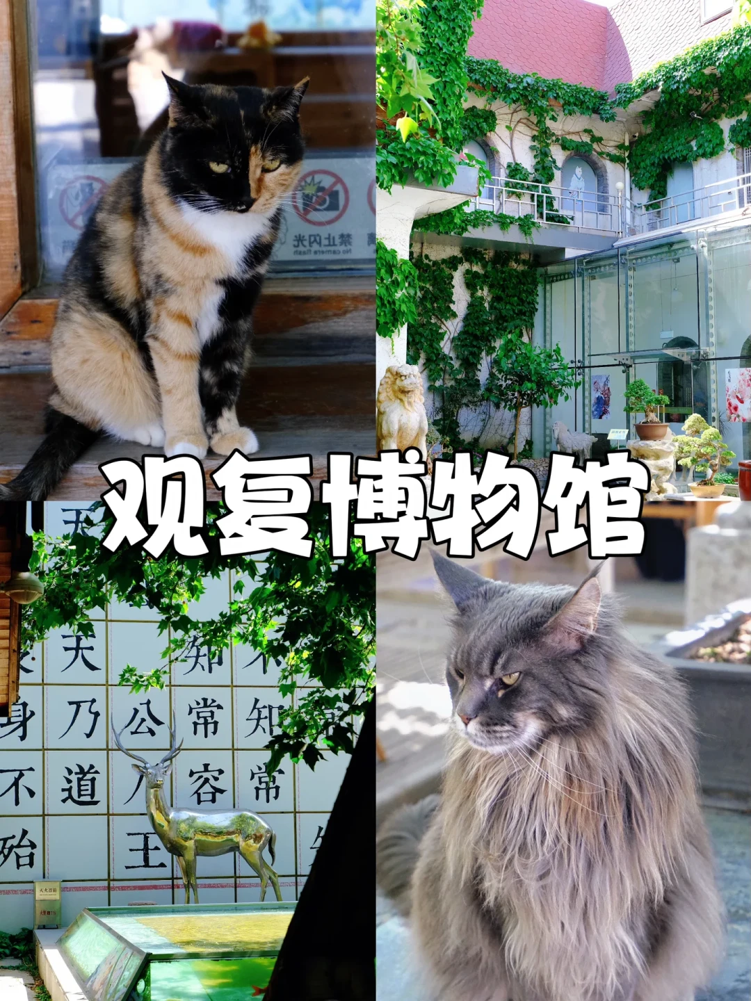 摔跤大赛都出来了,鉴定结论还没出来:马未都风波后这一周,我把他发的全扒了一遍