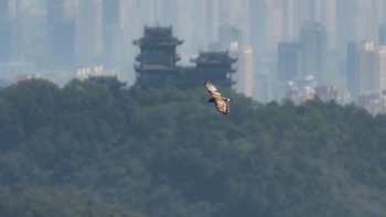 蔡司秋迁扎堆铺观鸟活动：把虫虫镜、SFL和单筒的账对完，再决定升哪档