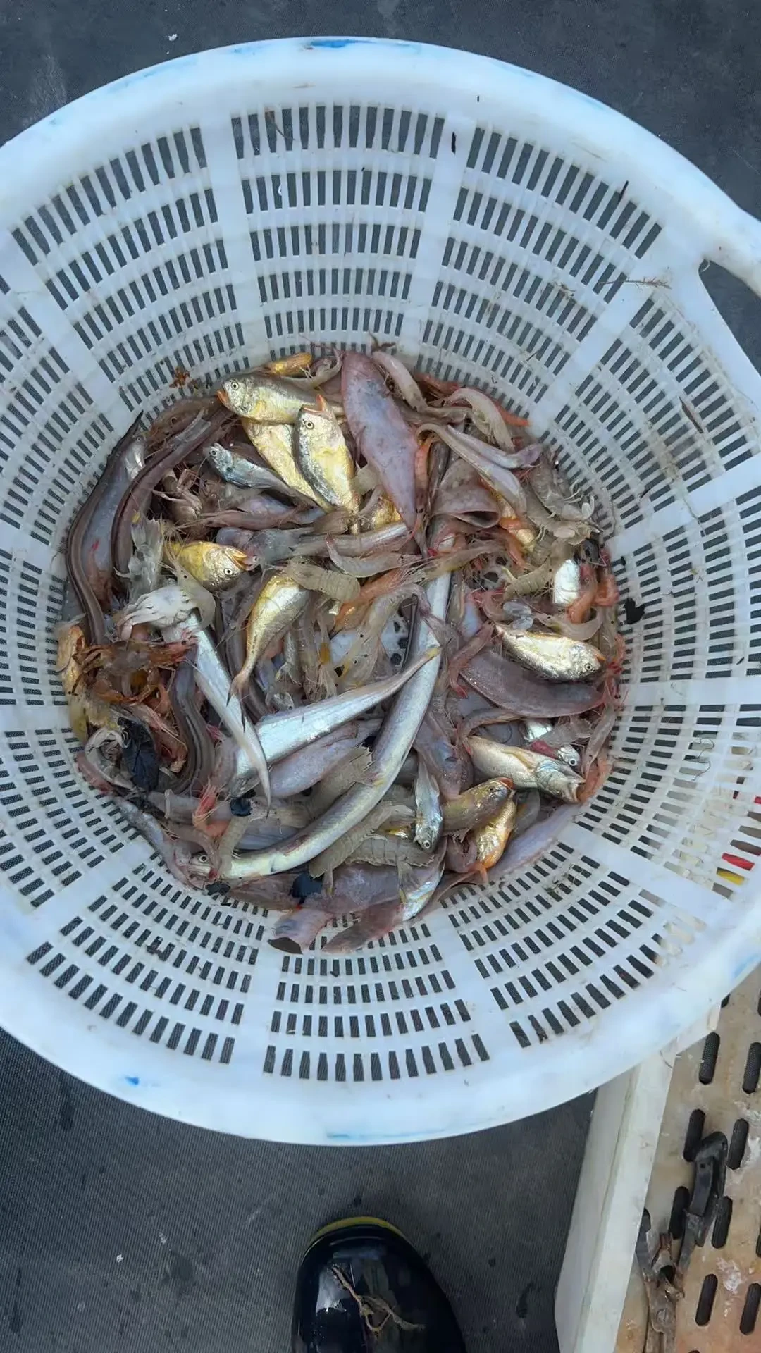 开海后第一个国庆,船家喊