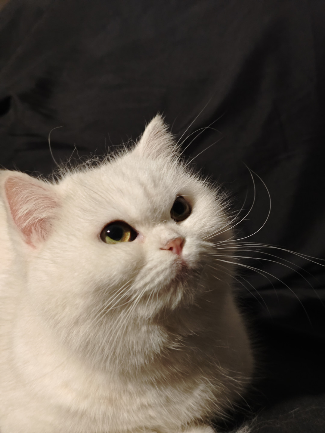 猫半夜跑酷=「守护家」?2274赞的帖子把人带偏了:先分清三种跑酷,「熬鹰」和「关笼」这两个偏方最危险