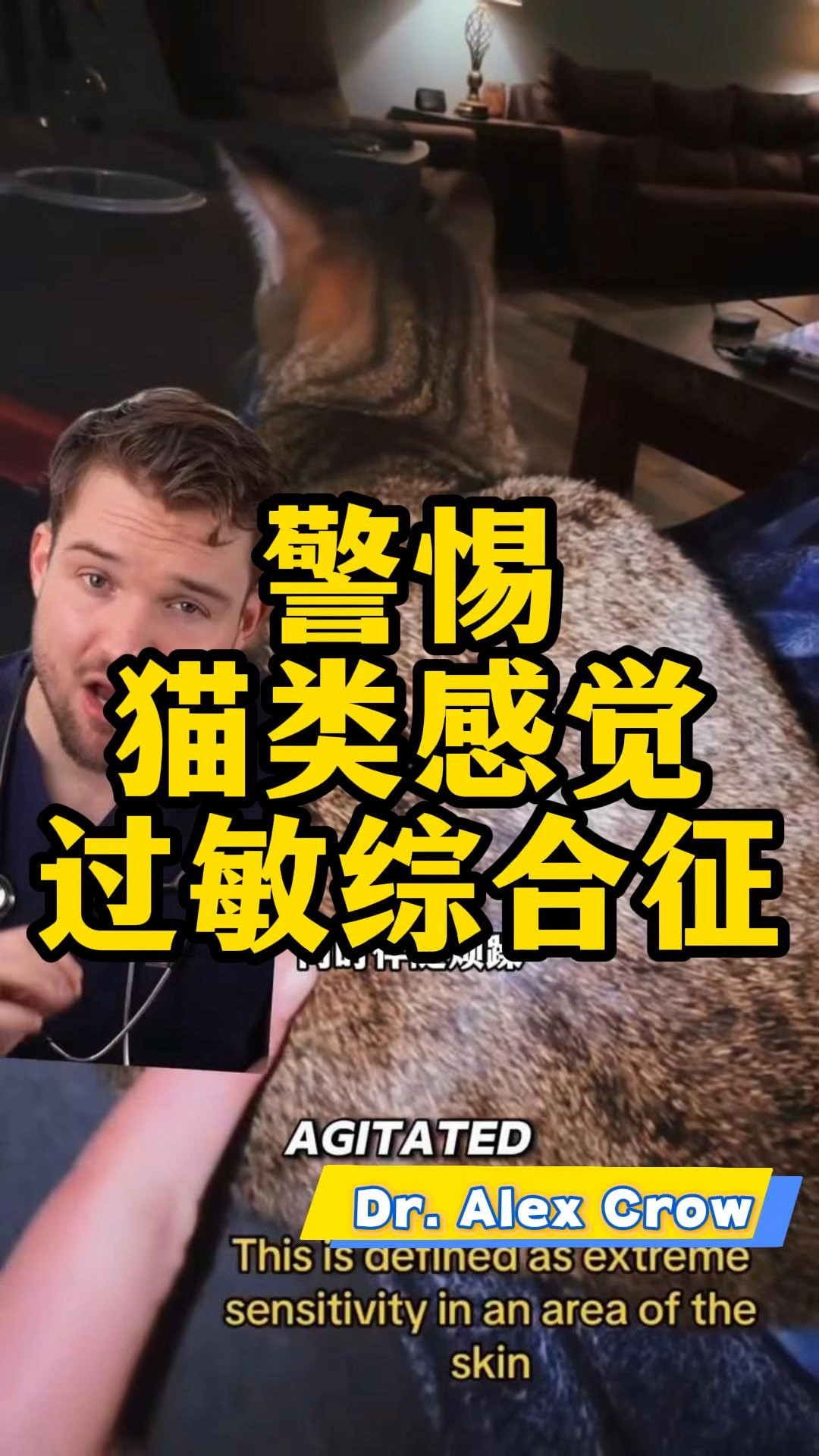 猫半夜跑酷=「守护家」?2274赞的帖子把人带偏了:先分清三种跑酷,「熬鹰」和「关笼」这两个偏方最危险