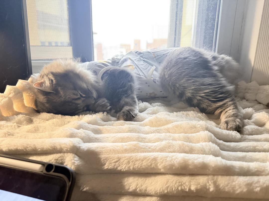 猫凌晨三点开始哭,9-10月是第二个