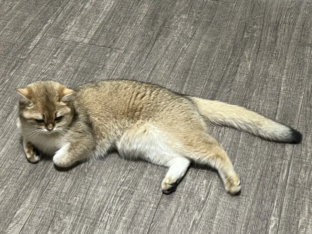 猫凌晨三点开始哭,9-10月是第二个