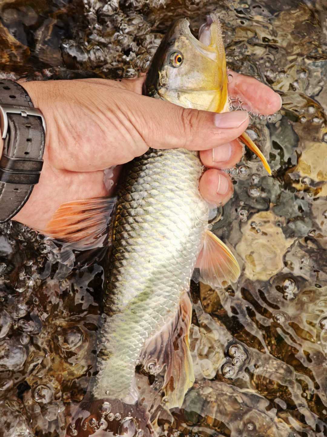 入缸3天就死的“发色彩马”,我翻了7个平台的翻车帖:秋天想把彩马养活,难的根本不是钓