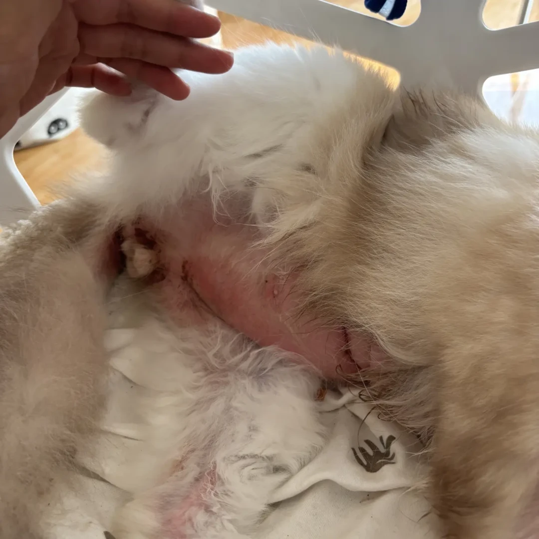 2万赞的“你家猫有分离焦虑”刷屏:翻完764条评论和4篇研究,多数确诊是监控和愧疚给的