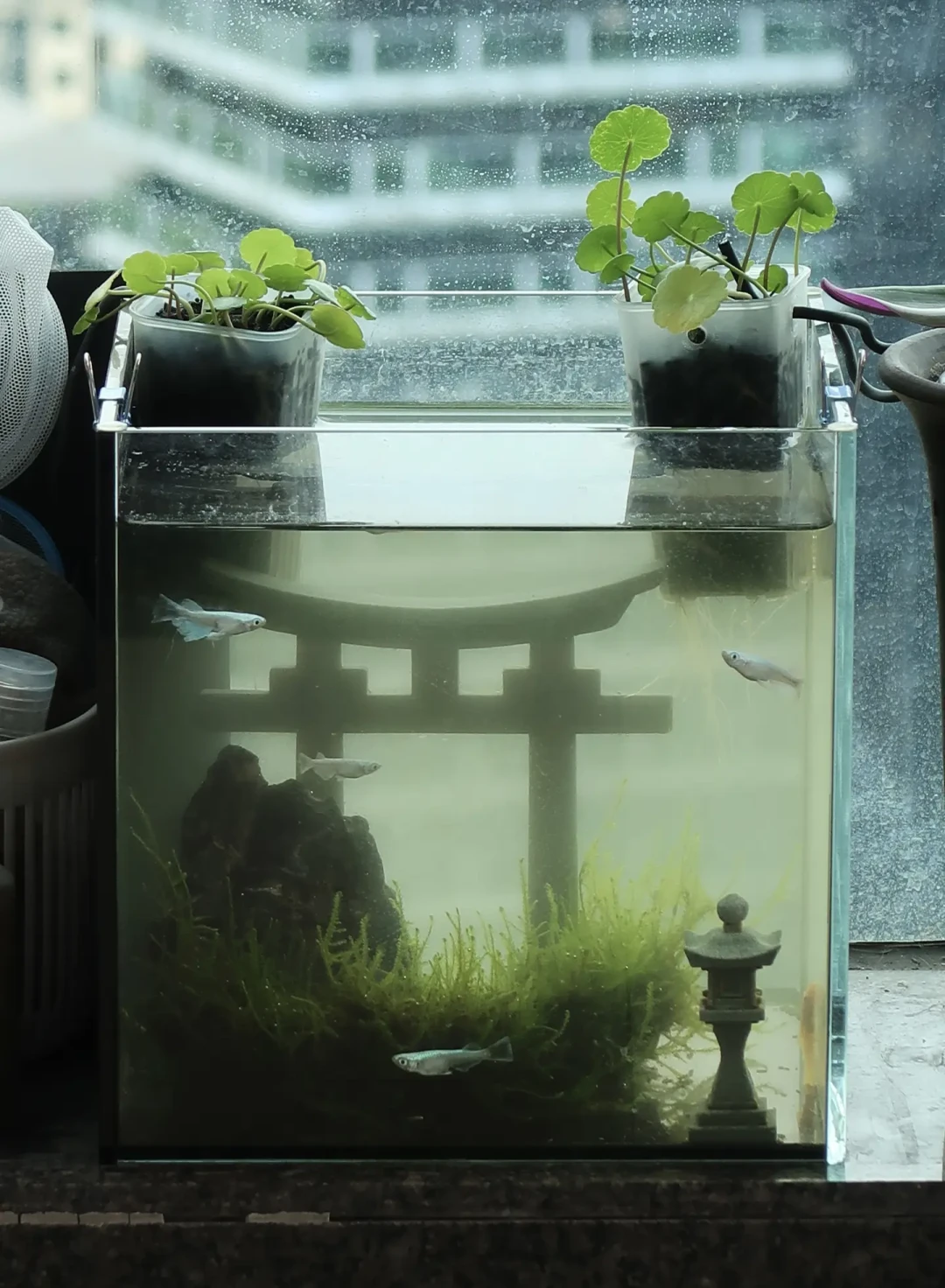 秋分前后白点高发,但先别急着下药:观背青鳉身上的