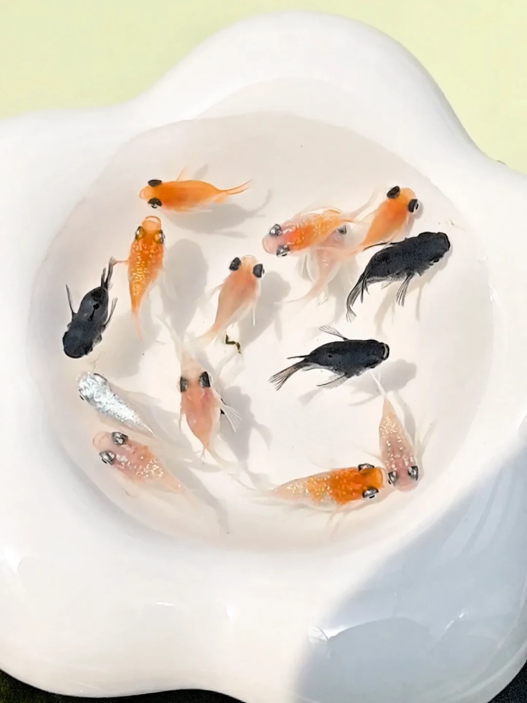 秋分前后白点高发,但先别急着下药:观背青鳉身上的