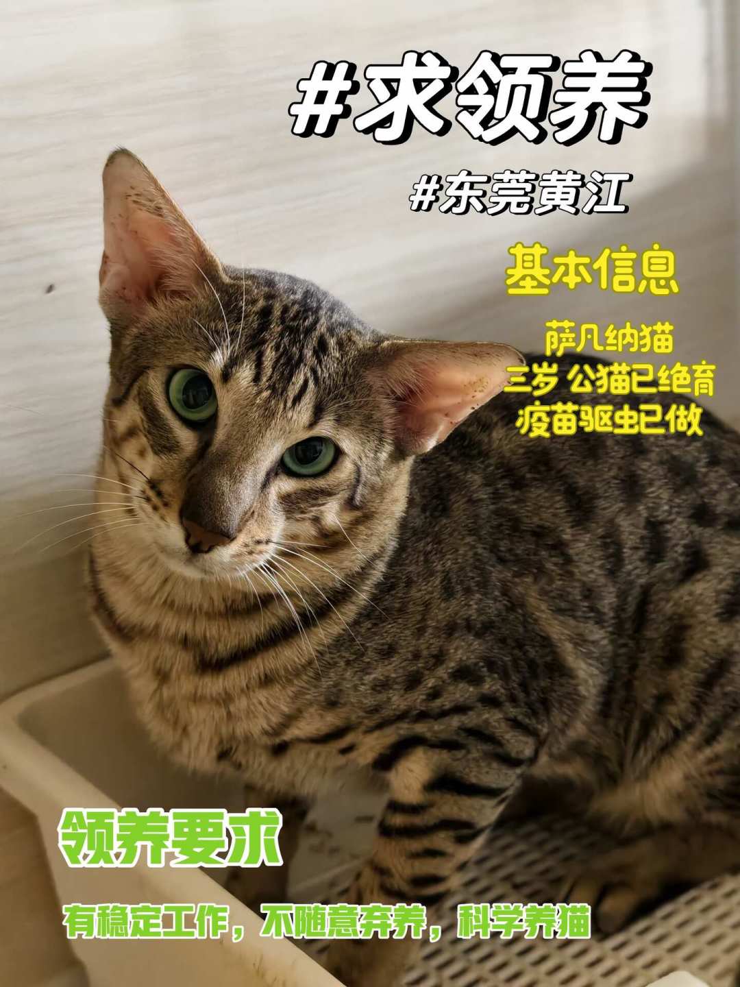 被萨凡纳猫的颜值种草？我扒了一圈真铲屎官的日常：5个罐头不够吃、白天“开演唱会”