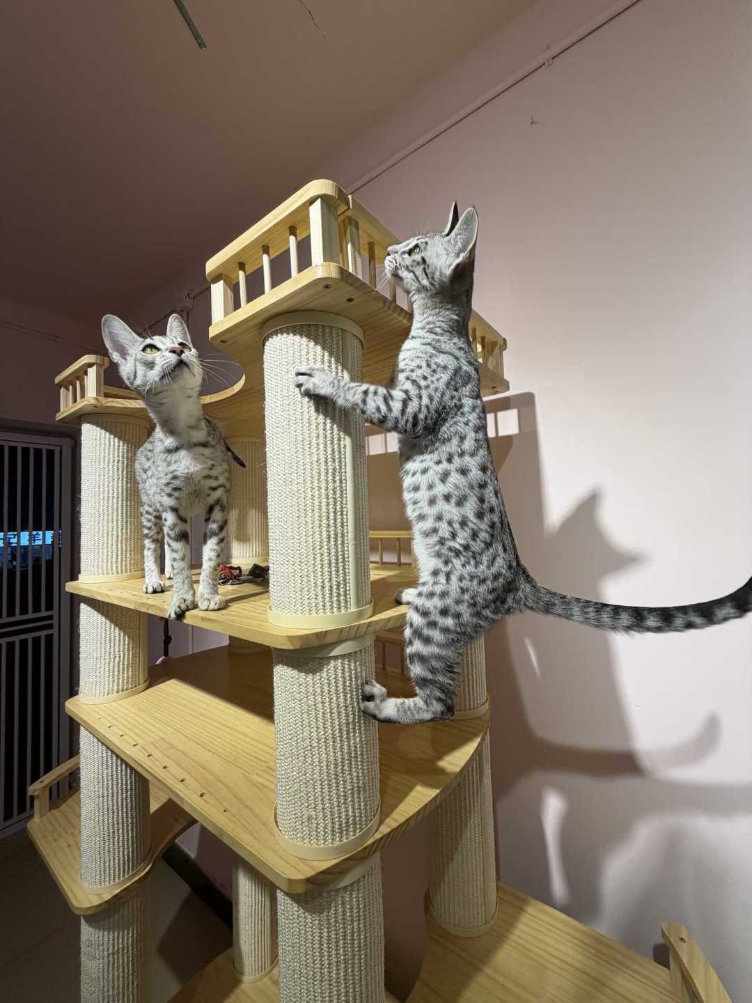被萨凡纳猫的颜值种草？我扒了一圈真铲屎官的日常：5个罐头不够吃、白天“开演唱会”