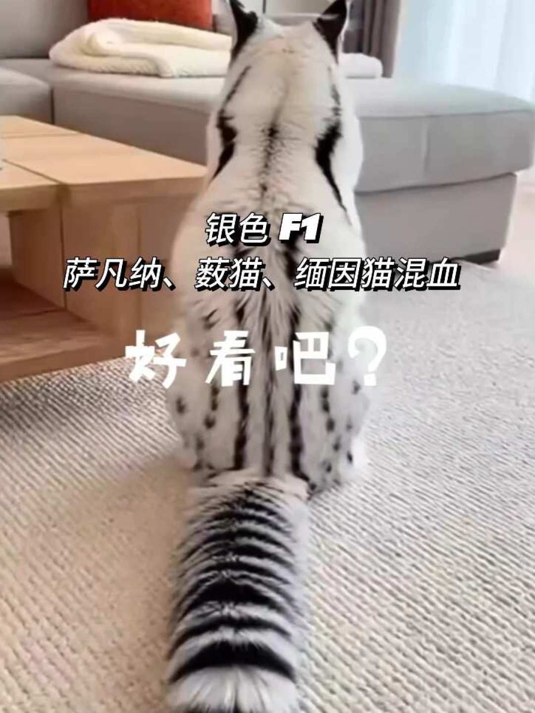 被萨凡纳猫的颜值种草？我扒了一圈真铲屎官的日常：5个罐头不够吃、白天“开演唱会”